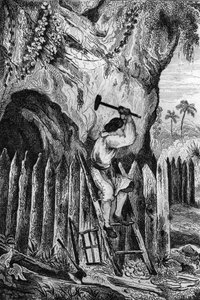 Tíz sor palántát ültettem. metszet M. de Sainson rajza nyomán Daniel Defoe könyvéhez (De foe) „Robinson Crusoe”” 1837-es francia kiadás.