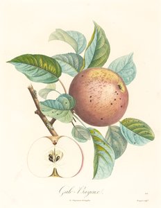 Galo Bayeux alkotó: Louis Bocquet