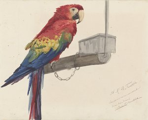 Papagáj alkotó: Louis Charles Bombled