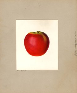 Alma (Malus domestica: No. 57) (akvarell) alkotó: Louis Charles Christopher Krieger