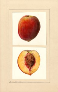 Őszibarack (Prunus persica: 10. szám) (akvarell) alkotó: Louis Charles Christopher Krieger