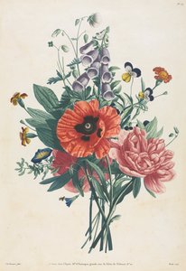 Természet után festett virágok és gyümölcsök gyűjteménye: Gyűszűvirágcsokor, Clematis..., 1805.