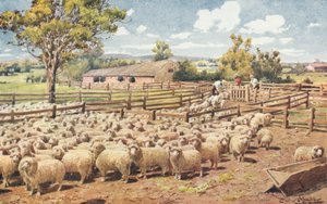 Jelenet egy ausztrál juhászállomáson (színes litó) alkotó: Louis Fairfax Muckley