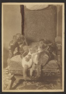 [Cuddling Cats and Dog] alkotó: Louis Fleckenstein