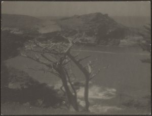 [Cypress on Coast] alkotó: Louis Fleckenstein