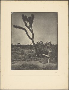[Táncos a Joshua Tree-nél] alkotó: Louis Fleckenstein