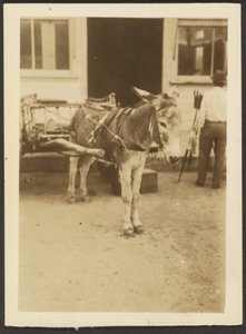 [Szamár és szekér] alkotó: Louis Fleckenstein