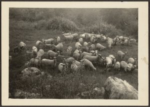 [Juhnyáj] alkotó: Louis Fleckenstein