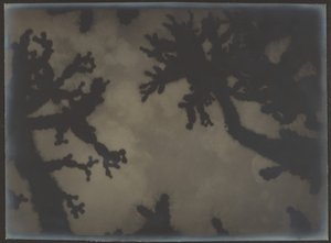 [Joshua Trees] alkotó: Louis Fleckenstein