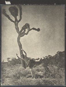 Mozgékony és kecses - Dancing Joshua