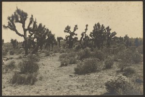 Mojave sivatag alkotó: Louis Fleckenstein