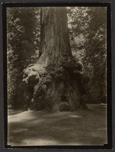 [Mamutfenyő, Big Basin] alkotó: Louis Fleckenstein