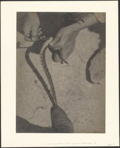 Csörgőkígyó megnyúzása alkotó: Louis Fleckenstein