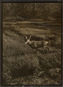 [Szarvasbika] alkotó: Louis Fleckenstein