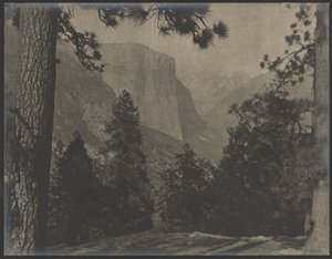 Yosemite, a fenyőkön át alkotó: Louis Fleckenstein