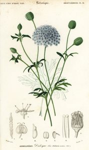 Kék csipkevirág, Trachymene coerulea. ,1849 (metszet)