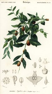 Kínai datolya vagy zsidótövisbogyó, Ziziphus jujuba. ,1849 (metszet)