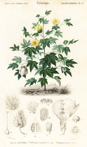 Gyapotnövény, Gossypium barbadense., 1849 (metszet)
