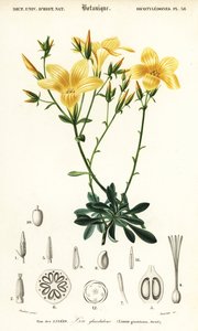 Len, Linum campanulatum., 1849 (metszet) alkotó: Louis Joseph Edouard Maubert