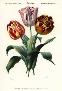 Kerti tulipán, Tulipa gesneriana.,1849 (metszet)