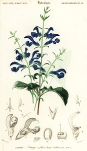 Gentián zsálya vagy terítőzsálya, Salvia patens., 1849 (metszet)