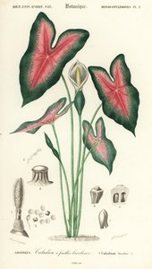 Jézus Szíve, Caladium bicolor. ,1849 (metszet)