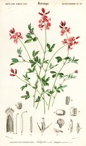 Indigó növény, Indigofera fekvő. ,1849 (metszet)