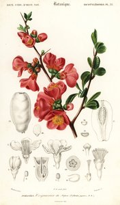 Japánbirs, Chaenomeles japonica., 1849 (metszet) alkotó: Louis Joseph Edouard Maubert