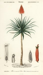 Krantz aloe, Aloe arborescens., 1849 (metszet) alkotó: Louis Joseph Edouard Maubert