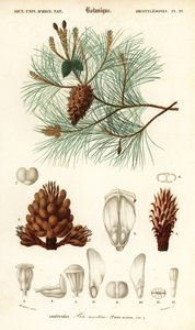 Tengeri fenyő vagy fürtfenyő, Pinus pinaster.,1849 (metszet)