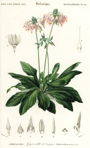 Hullócsillag vagy keleti hullócsillag, Dodecatheon meadia. ,1849 (metszet) alkotó: Louis Joseph Edouard Maubert
