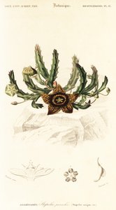 Csillagvirág, Orbea variegata., 1849 (metszet) alkotó: Louis Joseph Edouard Maubert