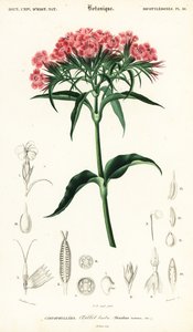 Édes Vilmos, Dianthus barbatus., 1849 (metszet) alkotó: Louis Joseph Edouard Maubert