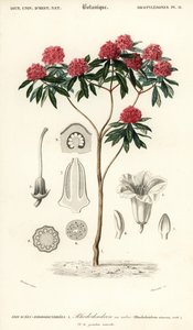 Fa rododendron, Rhododendron arboreum. ,1849 (metszet)
