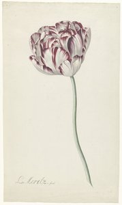 Tulipán