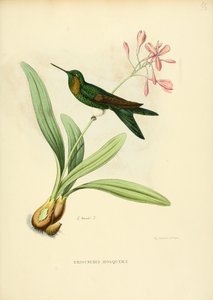 Eriocnemis mecset