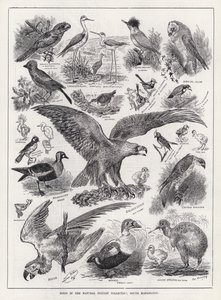 Birds in the Natural History Collection, South Kensington (metszet) alkotó: Louis Wain