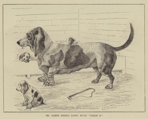 Mr George Krehl Basset Hound Pallas II alkotó: Louis Wain