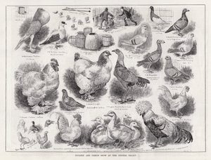 Baromfi- és galambbemutató a Crystal Palace-ban (metszet) alkotó: Louis Wain