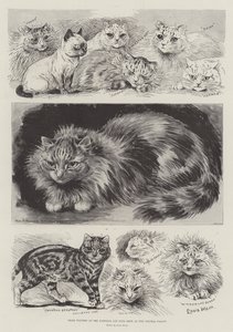 A Crystal Palace National Cat Club kiállításának díjazottjai alkotó: Louis Wain
