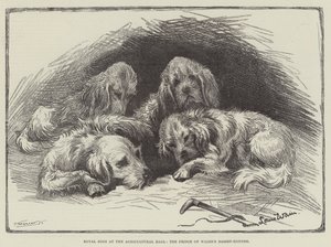 Királyi kutyák a Mezőgazdasági Csarnokban, a walesi herceg basset-kutyái alkotó: Louis Wain