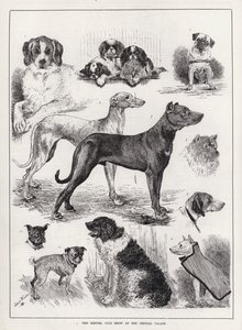 Kennel Club Show a Crystal Palace-ban (metszet) alkotó: Louis Wain