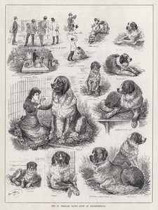 A St Bernard Club bemutatója Knightsbridge-ben (metszet) alkotó: Louis Wain