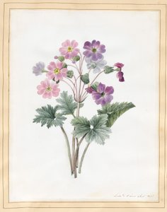 Hibrid Auricula (wc pergamen)