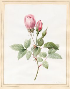 Rózsaszín rózsa és bimbók, 1826 (wc némi testszínnel pergamen)