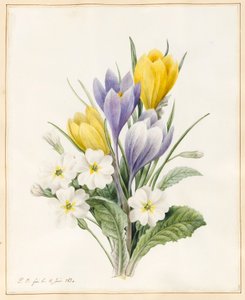 Fehér primrózák és korai hibrid krókuszok, 1830 (wc némi testszínnel, pergamenre)