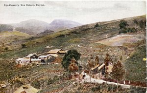 Up-Country Tea Estate, Ceylon, 1900-20 körül (kézzel színezett fénykép)