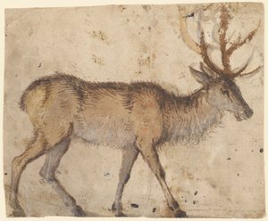 Szarvas tanulmány (recto); kecske tanulmány (verso) alkotó: Lucas Cranach the Elder