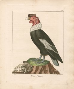  alkotó: Ludwig Christoph Tyroff