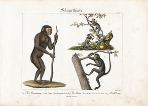 Főemlősök: Orangután, közönséges marmoscet és pókmajom alkotó: Ludwig Meyer